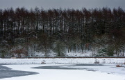 Bathpool Woods - W.Eardley